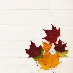 Maple leaves on wood