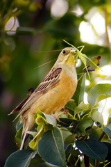 Orange beautiful bird eat green grasshopper on tree