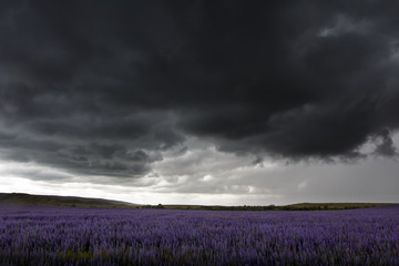 Rainy dramatic clouds over beautiful purple field