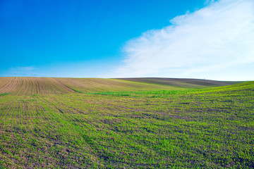 Fototapeta na wymiar Beatiful morning green field with blue heaven
