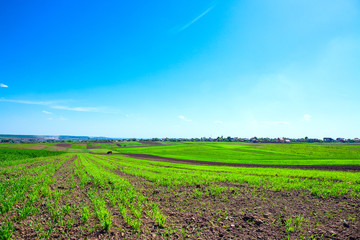 Green Field and Beautiful Sunset