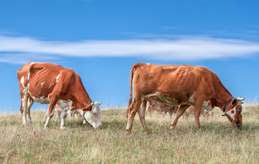 Fototapeta na wymiar Cows on meadow with grass