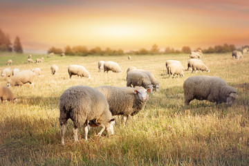 Flock of sheep grazing in a hill at sunset.