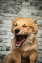 Hund ist böse
