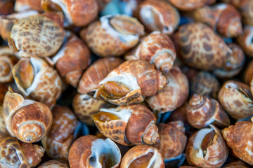 Obraz premium Grilled spotted babylon