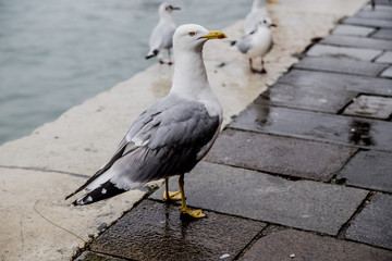 ponte di venezia strada via gondola 
