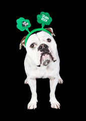 Funny St. Patrick's Day Dog Over Black