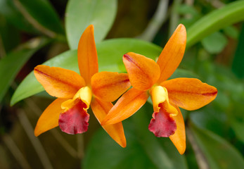 orange orchid cattleya close up