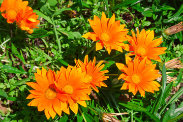 Flowers in alpine meadow.