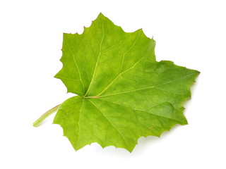 Leaf from a coltsfoot plant isolated on white background