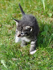 Naklejka na ściany i meble Small kitten walking on a lawn