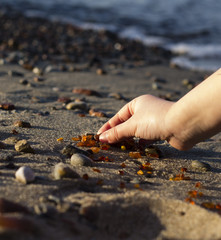 Some pieces of amber found on the Baltic seashore 