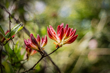 Fototapeta premium Red Flower Blooming on a Blurry Green Background and Light Bokeh