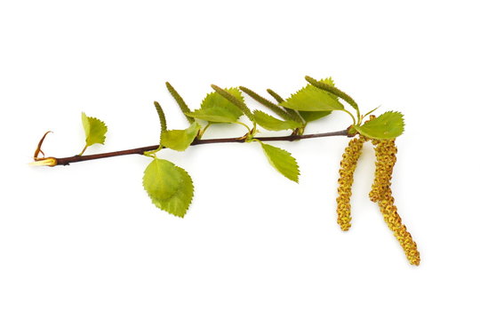 Branch from a birch tree with catkins on a white background