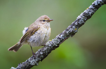 Chiffchaff