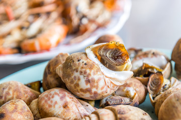 Grilled spotted babylon