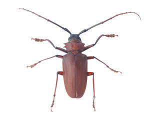 brown scarab beetle on white background