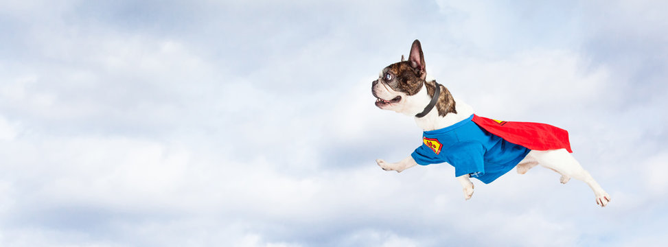 Super Hero Dog Flying Through Sky