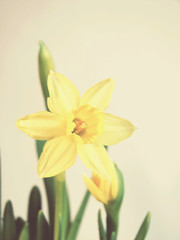 yellow jonquil; vintage filter effect