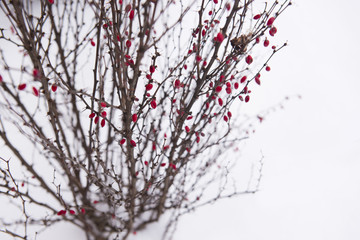 barberry bush under snow in wintertime