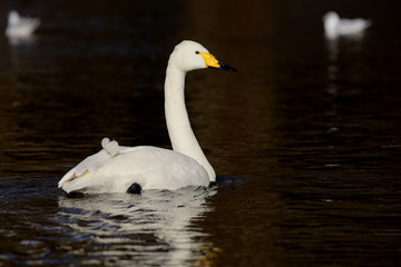 Obraz premium Whooper Swan, Cygnus cygnus