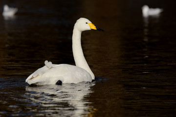 Whooper Swan, Cygnus cygnus