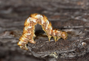 Geometer moth larva crawling on pine bark