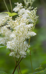 Blooming meadowsweet, Filipendula ulmaria
