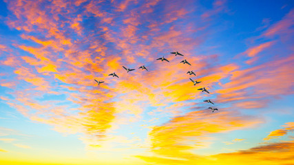 Naklejka premium Kaczki latające podczas zachodu słońca