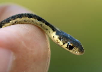 Garter Snake