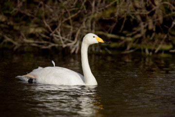 Whooper Swan, Cygnus cygnus
