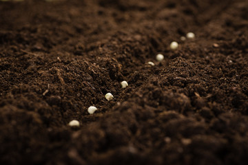 Planting seeds