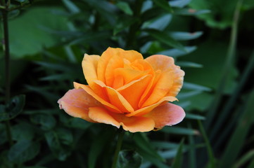 Orange Rose