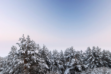 Pine trees tops covered with snow