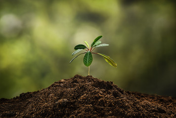 Small plant on a pile of soil on green bokeh background