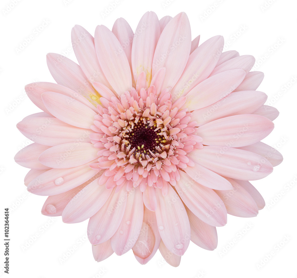 Wall mural pink gerbera flower isolated on white with clipping path