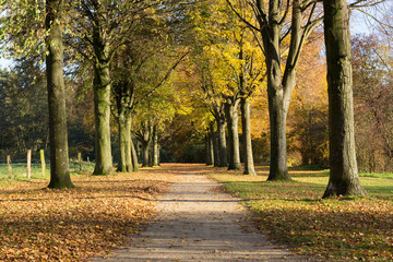 Fototapeta premium Herbststimmung an der Burg Linn