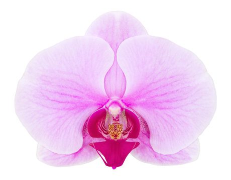 Fototapeta purple phalaenopsis orchid flower isolated on white with clippin