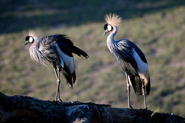 Crane, East African Crowned
