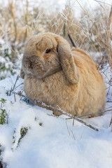 Dwarf Rabbit / A brown dwarf rabbits in snowy garden