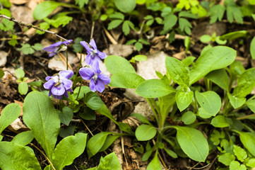 Forest violets, floral backgrounds