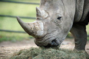 Fototapeta premium White Rhinoceros