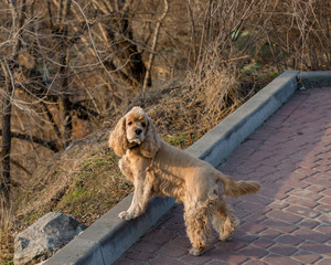 Dog in the park.