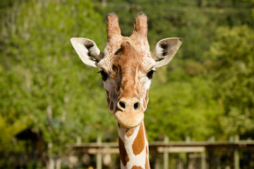 Giraffe
