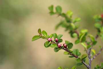 Cotoneaster blooming bush with pink flowers