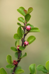 Cotoneaster blooming branch close up isolated on nature green background
