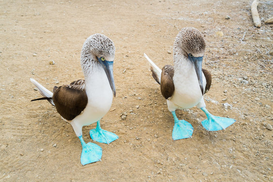 Blue foot boobie