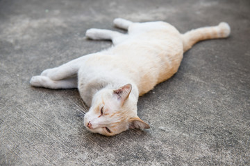 Fototapeta premium kitten sleeping on the floor