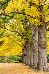 Fall color highlights stately maple trees in a new England cemetary.