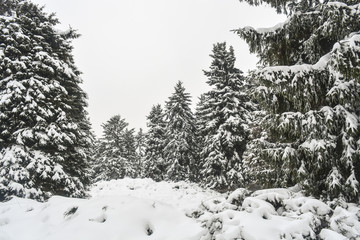 Деревья засыпанные снегом в зимнем парке